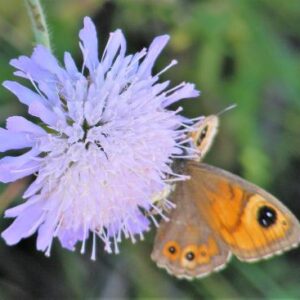 prato fiorito Melange attrait papillon 1