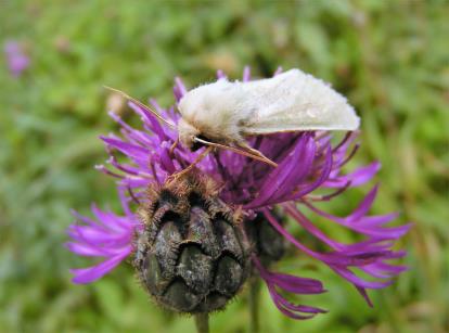Honey Flowers melliferous wildflower meadow mixture for bees and pollinators