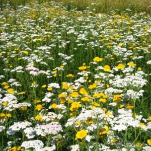 sementi prato fiorito Ombre fleuri