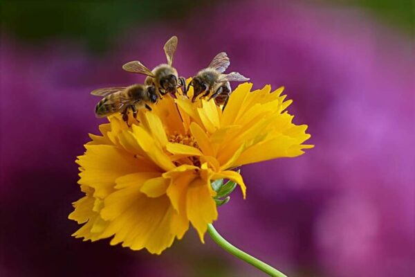 prato fiorito - fiori delle api