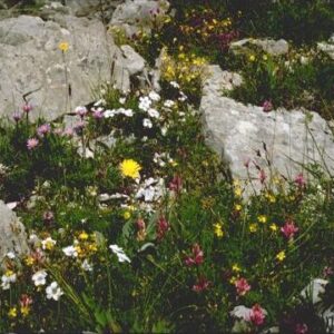 prato fiorito - fiori delle rocce