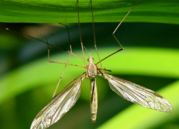 Tipula