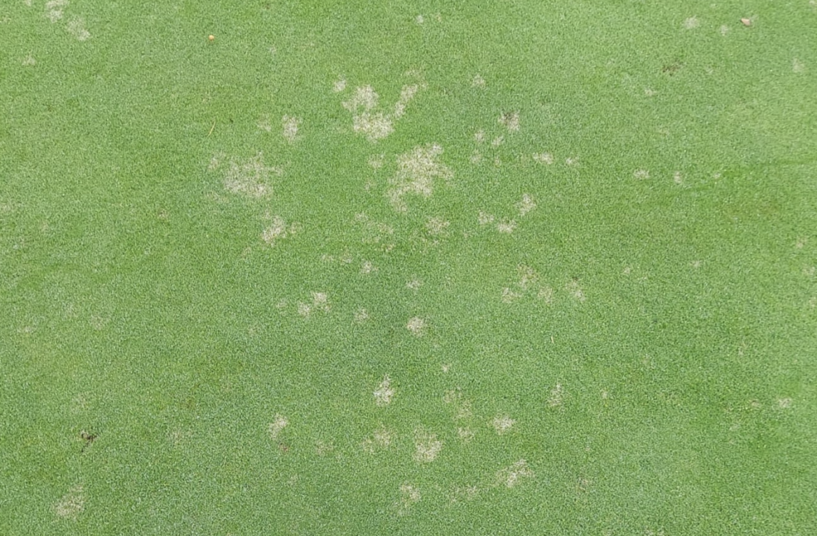 DOLLAR SPOT