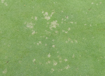 DOLLAR SPOT